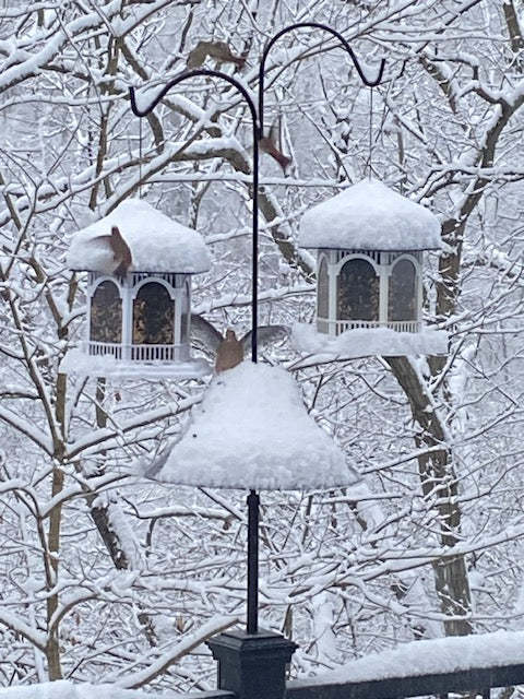 Transition from Hanging Baskets to Winter Bird Feeders